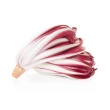 Salat  Radicchio Tardivo krøllede 3kg. IT i ks Kasse