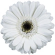 Gerbera Germini  Hvide, 20 stk Bundt