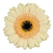 Gerbera Germini  Creme, 20 stk Bundt