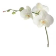 Orchidéer Hvid 2-3 grene 40cm 10stk Kasse